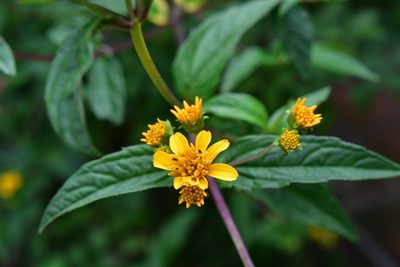 Perymenium ghiesbreghtii, photographed by Neptalí Ramírez Marcial