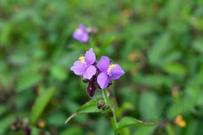 Tripogandra purpurascens, photographed by Neptalí Ramírez Marcial