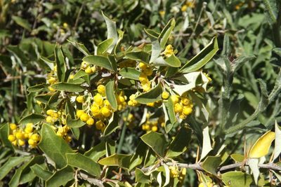 Berberis chilensis, photographed by Cecilia Briceño