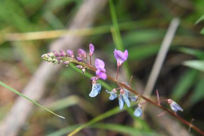 Desmodium pringlei, photographed by Neptalí Ramírez Marcial