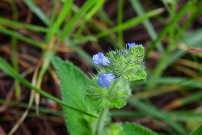 Lepechinia schiedeana, photographed by Neptalí Ramírez Marcial