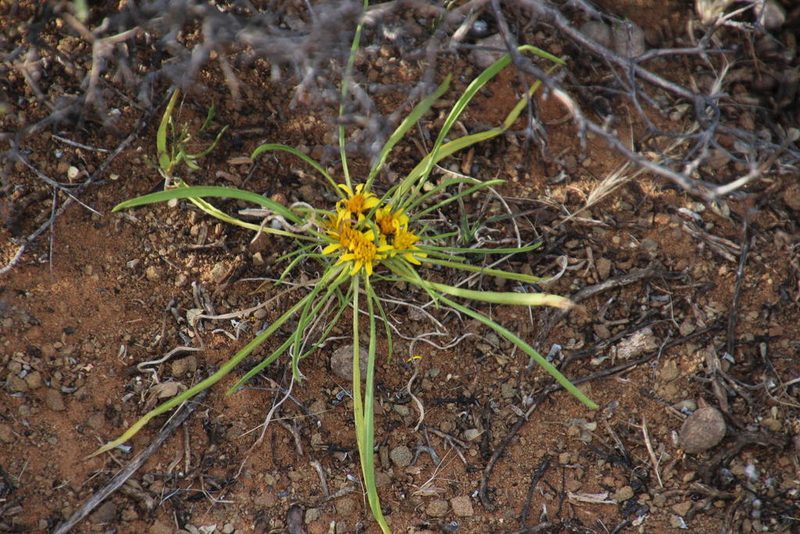 Geigeria filifolia, photographed by Tony Rebelo
