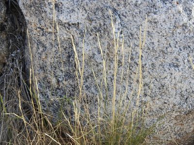 Aristida adscensionis, photographed by Rachel Stringham