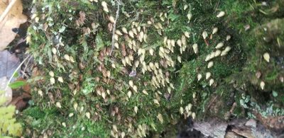 Diphyscium foliosum, photographed by Micki Colbeck
