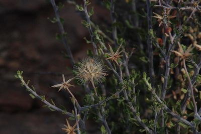 Pegolettia retrofracta, photographed by Tony Rebelo
