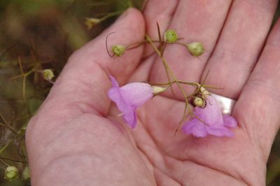 Agalinis navasotensis, photographed by Eric Knight
