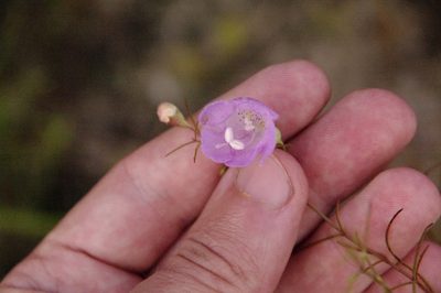 Agalinis navasotensis, photographed by Eric Knight