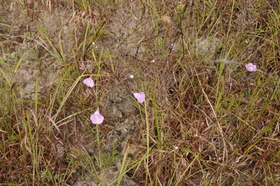 Agalinis navasotensis, photographed by Eric Knight