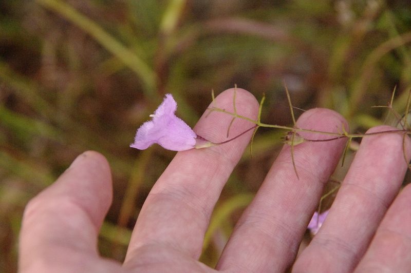 Agalinis navasotensis, photographed by Eric Knight