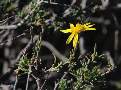 Osteospermum spinescens, photographed by Tony Rebelo