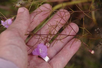Agalinis navasotensis, photographed by Eric Knight