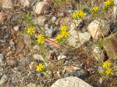 Pectis papposa, photographed by Rachel Stringham