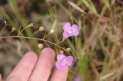 Agalinis navasotensis, photographed by Eric Knight