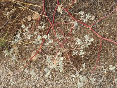 Tidestromia lanuginosa, photographed by Rachel Stringham