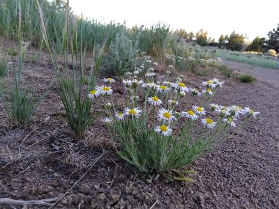Erigeron pumilus, photographed by Laura Holloway