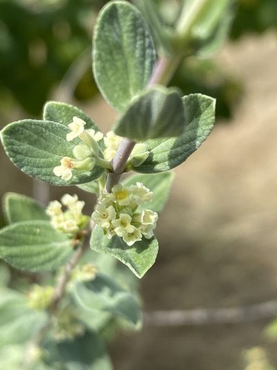 Aloysia sonorensis, photographed by Enrique Martínez Núñez
