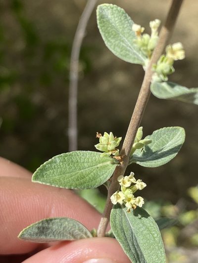 Aloysia sonorensis, photographed by Enrique Martínez Núñez