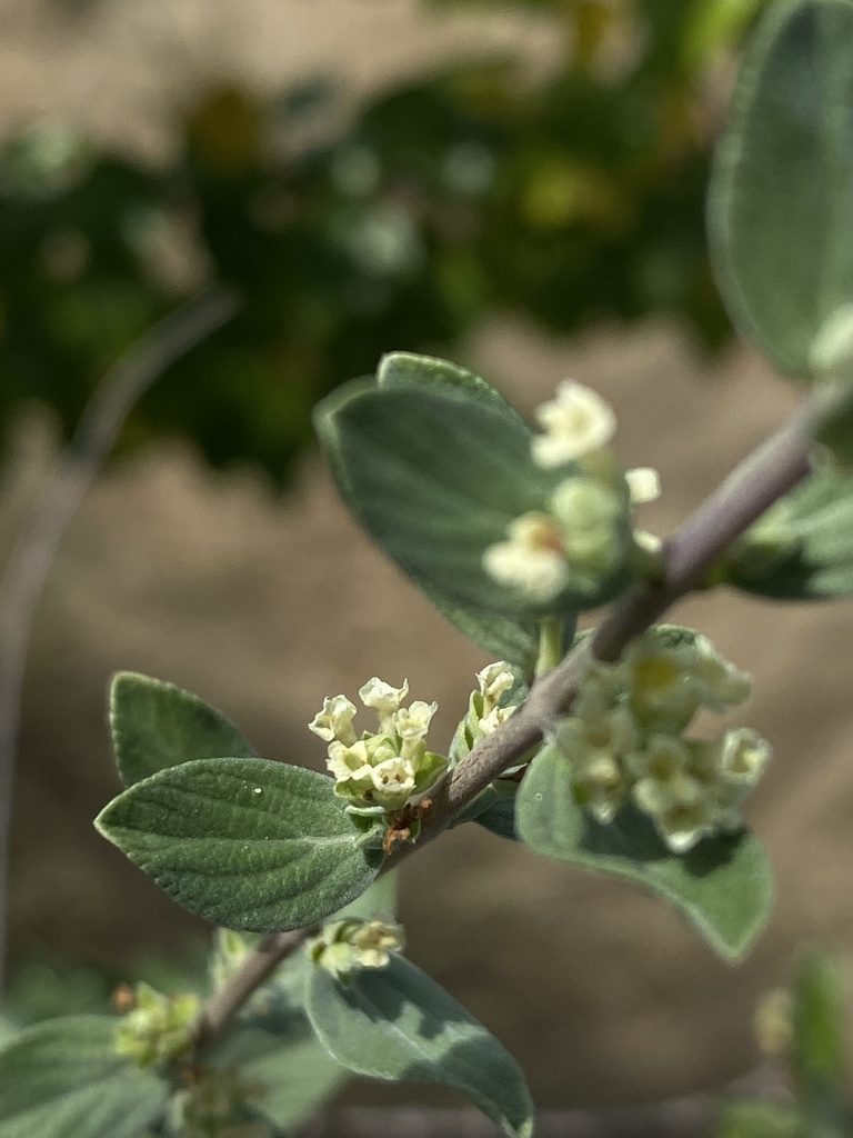Aloysia sonorensis, photographed by Enrique Martínez Núñez