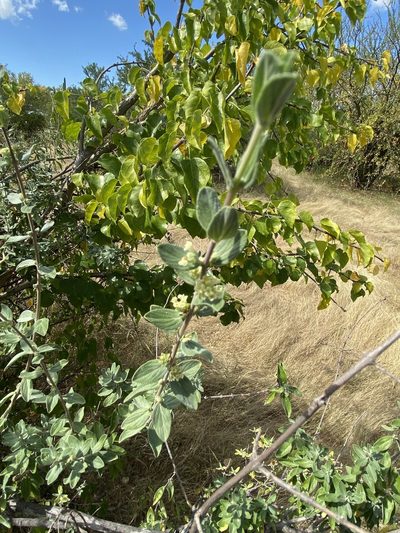 Aloysia sonorensis, photographed by Enrique Martínez Núñez