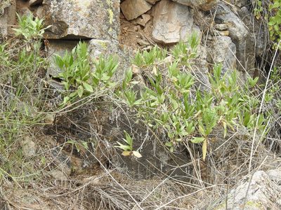 Trixis californica, photographed by Rachel Stringham