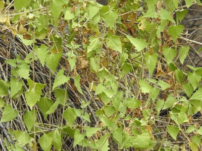 Brickellia coulteri, photographed by Rachel Stringham