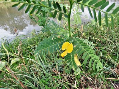 Sesbania herbacea, photographed by Annika Lindqvist