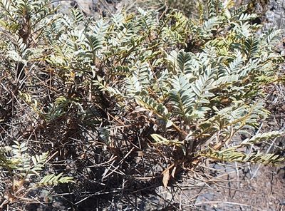 Astragalus denudatus, photographed by Nikolay Martyanov