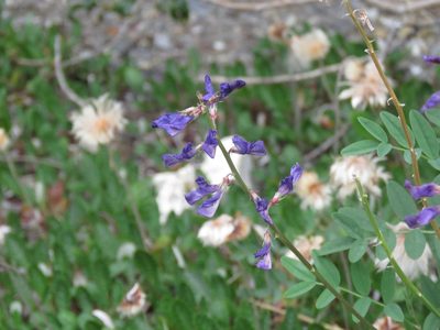 Hedysarum boreale, photographed by Erin Springinotic