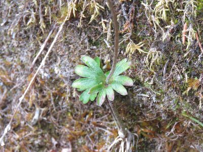 Anemone parviflora, photographed by Erin Springinotic