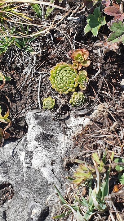Sempervivum pumilum, photographed by Nikolay Martyanov