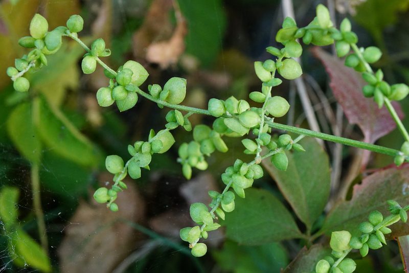 Atriplex micrantha, photographed by Patrick Hacker