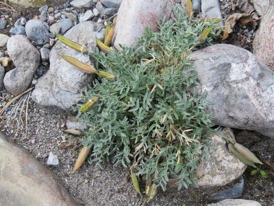 Oxytropis nigrescens, photographed by Erin Springinotic