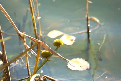 Sagittaria sagittifolia, photographed by Вячеслав Юсупов