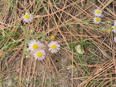 Erigeron divergens, photographed by Kalvin Chan