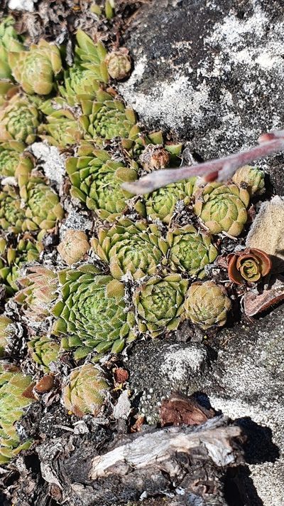 Sempervivum pumilum, photographed by Nikolay Martyanov