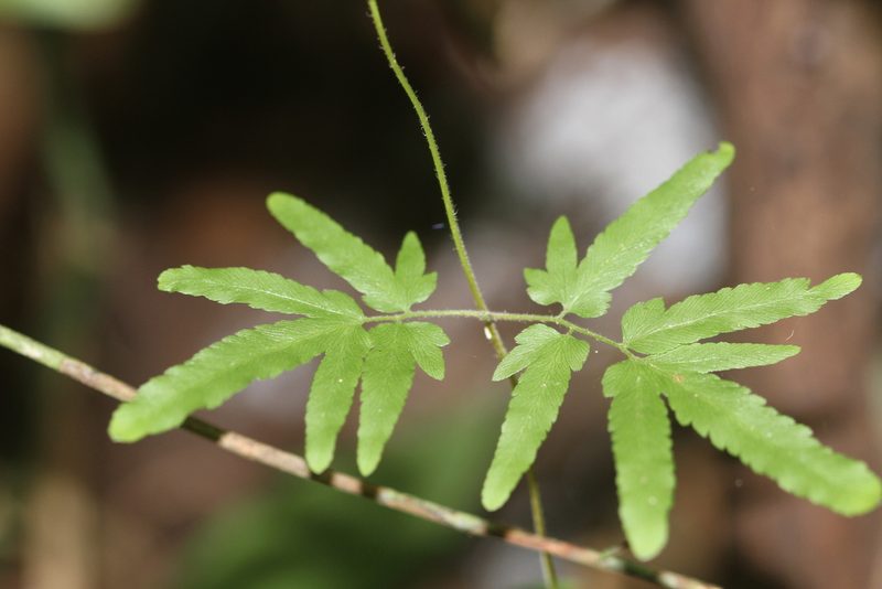 Lygodium venustum, photographed by Guillaume Delaitre