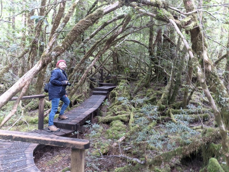 Anodopetalum biglandulosum, photographed by Yoav Daniel Bar-Ness