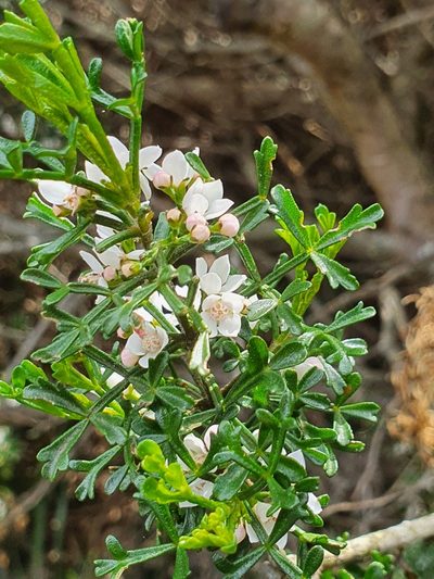 Cyanothamnus anemonifolius, photographed by Yoav Daniel Bar-Ness
