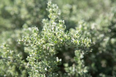 Atriplex spinifera, photographed by Kyle Nessen
