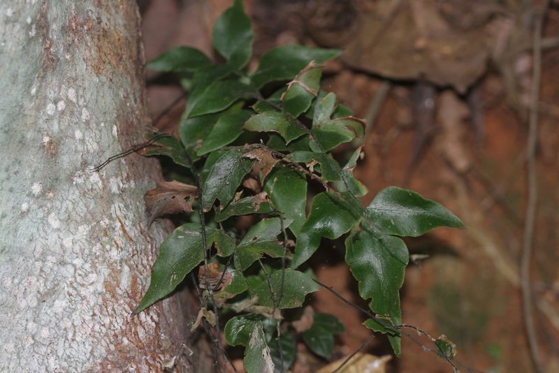 Adiantum petiolatum, photographed by Guillaume Delaitre