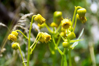 Senecio bigelovii, photographed by Paul Asman