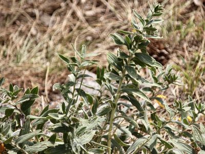 Lithospermum occidentale, photographed by Cheryl McCleary-Catalano