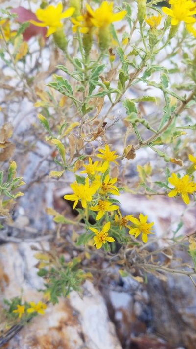 Ericameria obovata, photographed by Mitch Van Dyke