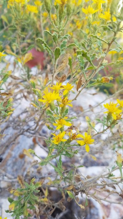 Ericameria obovata, photographed by Mitch Van Dyke