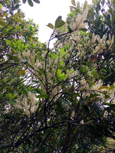 Itea chinensis, photographed by Yj