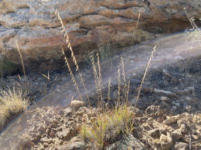 Bouteloua curtipendula, photographed by Bobby McCabe