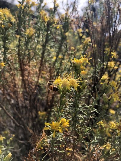 Ericameria pinifolia, photographed by Rachel Allingham
