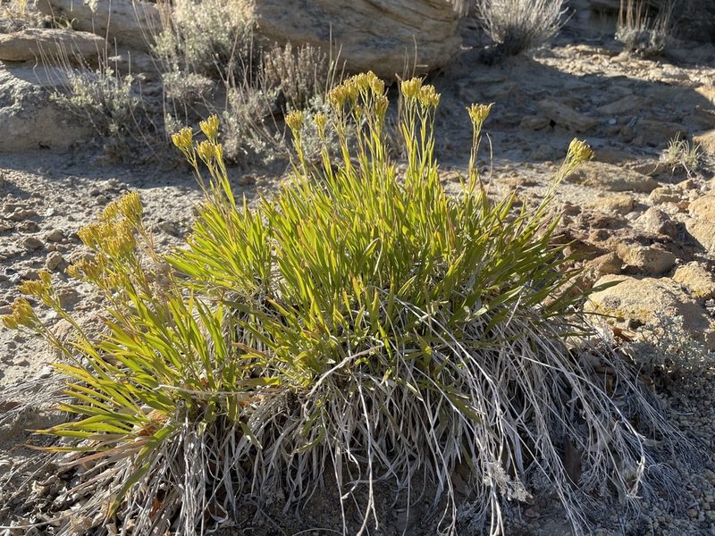 Petradoria pumila, photographed by Bobby McCabe