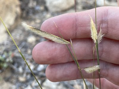 Bouteloua gracilis, photographed by Bobby McCabe