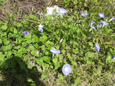 Ipomoea tricolor, photographed by Oscar Alejandro Morales Juárez
